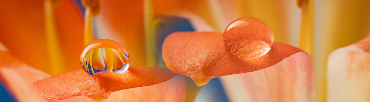 Indispensables pour la photographie macro
