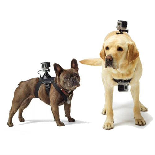 Harnais Gopro Fetch pour Chien