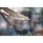 Lensbaby Velvet 56 Sony E-Mount Black