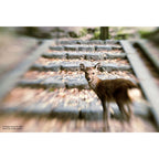 Lensbaby Composer Pro II Canon avec Sweet 50