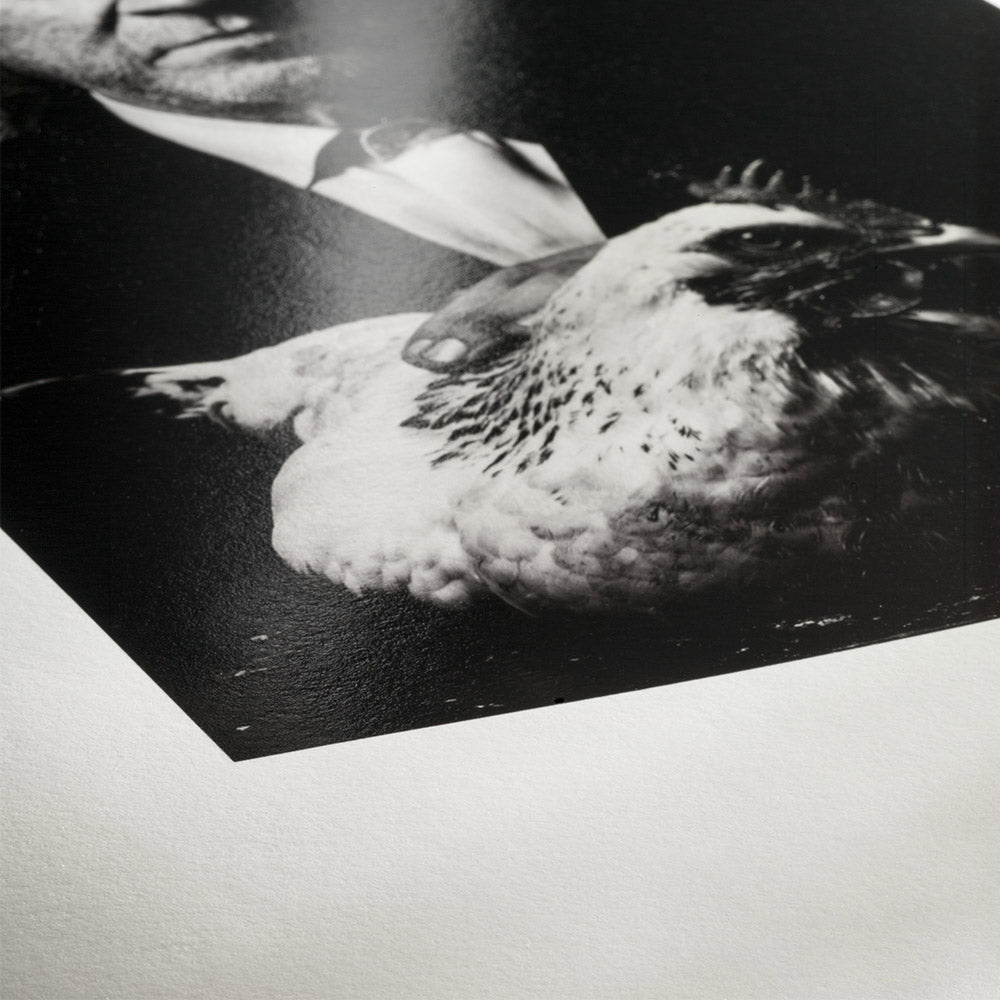 Hahnemühle Photo Rag Baryta A3 25 Feuilles