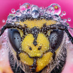 Laowa 25mm F2.8 2.5-5x Ultra Macro Sony FE