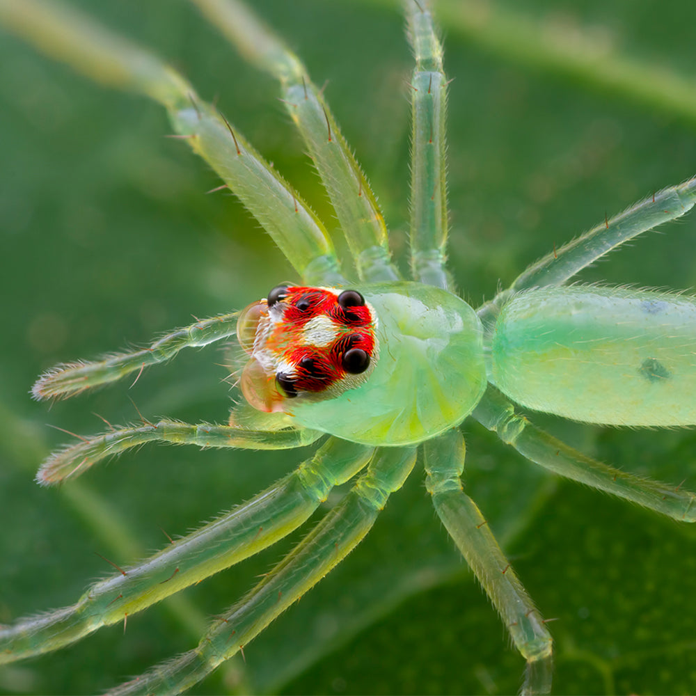 Laowa 25mm F2.8 2.5-5x Ultra Macro Sony FE