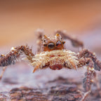 Laowa 25mm F2.8 2.5-5x Ultra Macro Sony FE