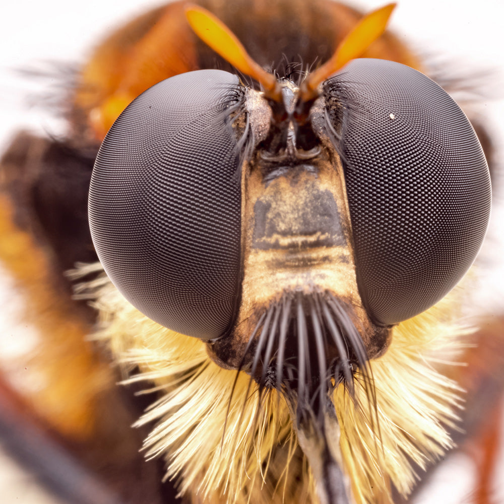 Objectif Laowa 25mm f/2.8 2.5-5X Ultra Macro pour Nikon Z