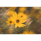 Lensbaby Composer Pro II avec Double Verre II pour Sony E