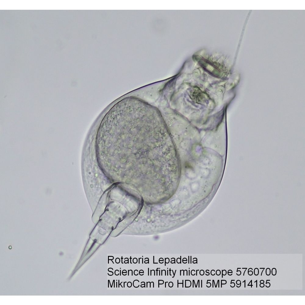 Caméra de microscope BRESSER MikroCam PRO HDMI 5MP