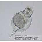 Caméra de microscope BRESSER MikroCam PRO HDMI 5MP
