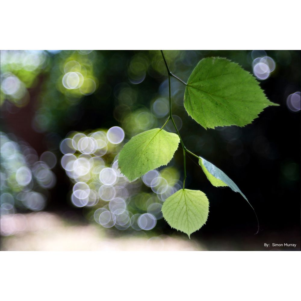 TTArtisan 100mm f/2.8 bulle bokeh Leica M