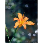 TTArtisan 100mm f/2.8 bulle bokeh Leica M