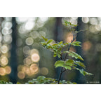TTArtisan 100mm f/2.8 bulle bokeh Leica M