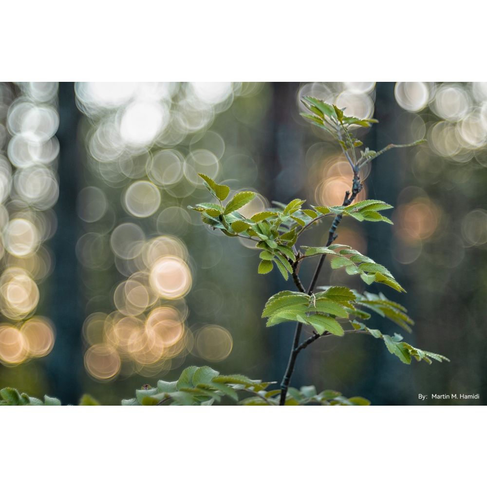 TTArtisan 100mm f/2.8 bulle bokeh Leica M