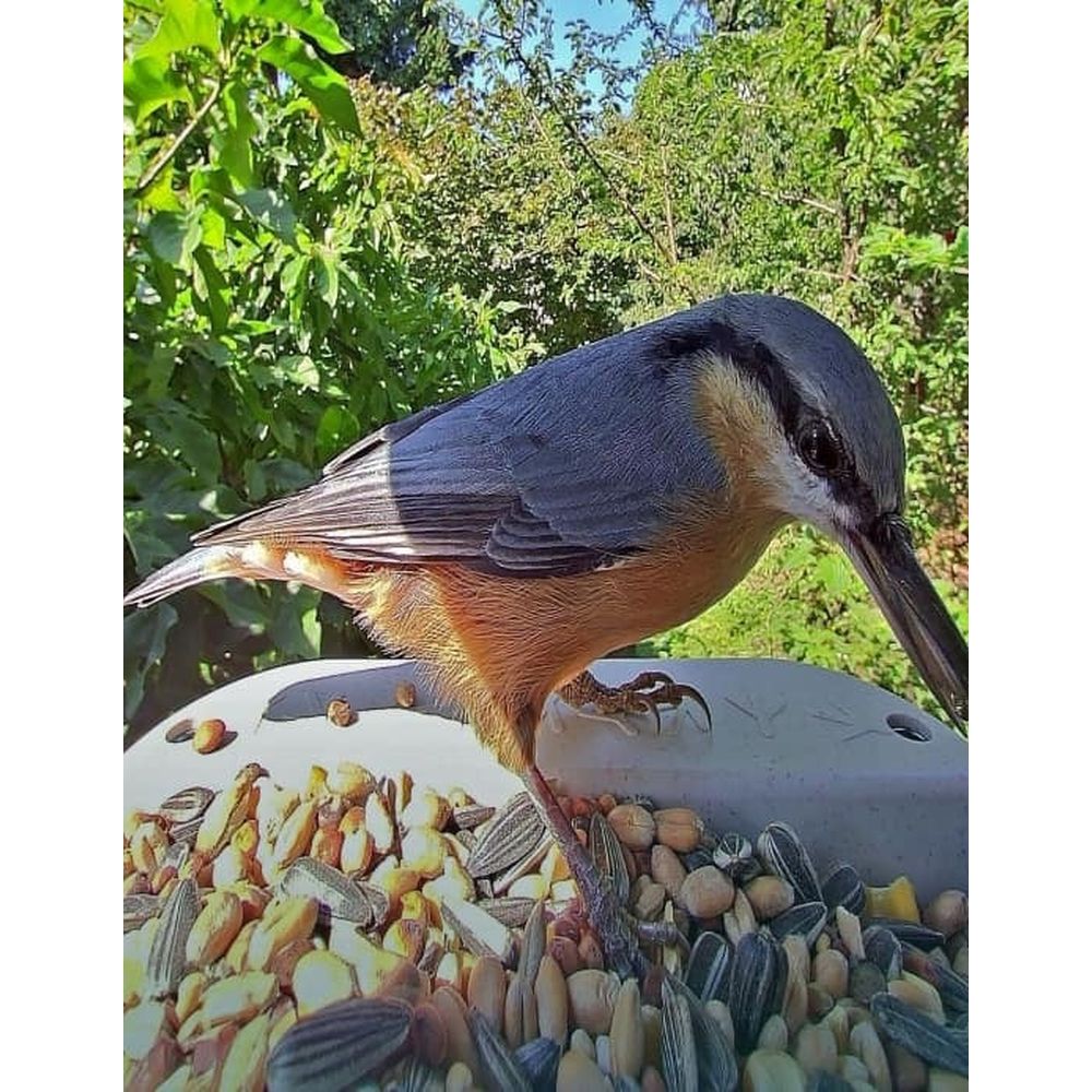 Bird Buddy 2.0 Smart Bird feeder with solar panel