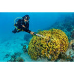 SeaLife Sea Dragon Mini 1600 (KIT13) Kit d'alimentation