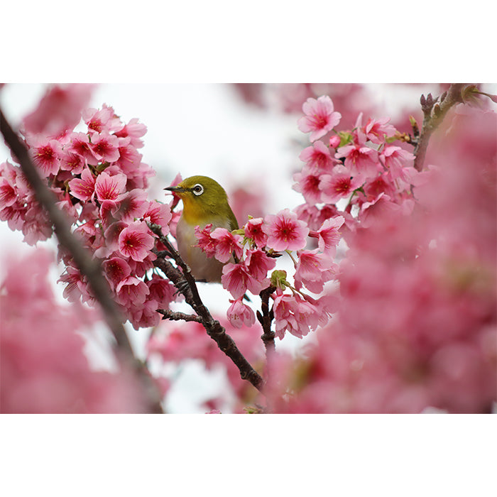 Canon EOS R100 + RF-S 18-45mm IS STM + RF 75-300mm f/4-5.6