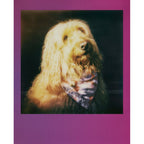 Polaroid GO 2x8 Pack de films avec cadre dégradé