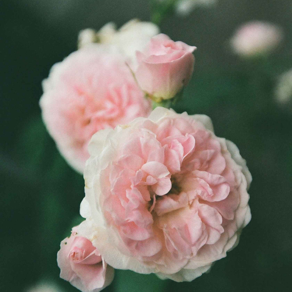 Kodak Gold 200 - 120 / 5-pack