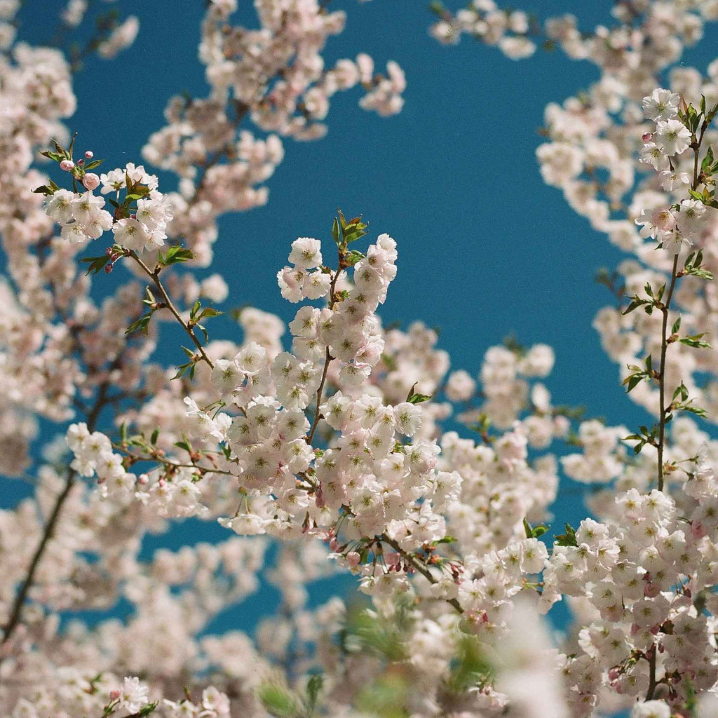 Kodak Ektacolor Pro 160 - 135-36